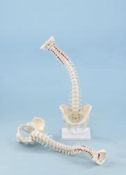 Vertebral Column with Pelvis on Stand: Soft Disc
