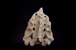 Osteo Cast Male Sacrum with Open Sacral Canal & Hiatus w/ Coccyx Attached SC-092