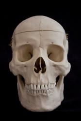 Osteo Cast Male Skull, Three Piece BC-092 w/ Calvarium Cut