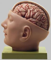 Base of the Head with Brain, Falx and Tentorium - Somso BS 5/1
