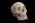 Osteo Cast Male Skull, Three Piece BC-092 w/ Calvarium Cut