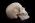 Osteo Cast Male Skull, Three Piece BC-092 w/ Calvarium Cut