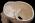 Osteo Cast Male Skull, Three Piece BC-092 w/ Calvarium Cut