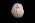 Osteo Cast Fetal Skull - 31 weeks BC-180
