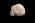 Osteo Cast Fetal Skull - 31 weeks BC-180
