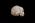 Osteo Cast Fetal Skull - 31 weeks BC-180
