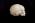 Osteo Cast Fetal Skull - 32 weeks  BC-181
