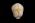 Osteo Cast Fetal Skull - 32 weeks  BC-181