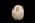 Osteo Cast Fetal Skull - 20 weeks BC-194