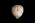 Osteo Cast Fetal Skull - 20 weeks BC-194