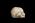 Osteo Cast Fetal Skull - 29 weeks BC-195