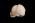 Osteo Cast Fetal Skull - 29 weeks BC-195