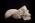 osteo- Cast Male European Skull w/ Calvarium Cut BC-212