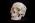 osteo- Cast Male European Skull w/ Calvarium Cut BC-212