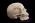 osteo- Cast Male European Skull w/ Calvarium Cut BC-212