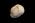Osteo Cast Fetal Skull - 21 1/2 week old BC-220