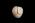 Osteo Cast Fetal Skull - 21 1/2 week old BC-220