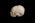 Osteo Cast Fetal Skull - 21 1/2 week old BC-220