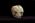 Osteo Cast Fetal Skull - 21 1/2 week old BC-220