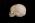 Osteo Cast Fetal Skull - 34 weeks old  BC-226