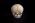 Osteo Cast Fetal Skull - 34 weeks old  BC-226