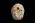 Osteo Cast Fetal Skull - 34 weeks old  BC-226