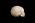 Osteo Cast Fetal Skull - 34 weeks old  BC-226