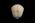 Osteo Cast Fetal Skull - 35 weeks old - BC-227