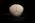 Osteo Cast Fetal Skull - 35 weeks old - BC-227