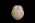 Osteo Cast Fetal Skull - 35 weeks old - BC-227