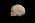 Osteo Cast Fetal Skull - 35 weeks old - BC-227