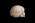 Osteo Cast Fetal Skull - 35 weeks old - BC-227