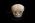 Osteo Cast Fetal Skull - 35 weeks old - BC-227