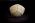 Osteo Cast Fetal Skull - Full Term 40 1/2 Weeks BC-228