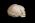 Osteo Cast Fetal Skull - Full Term 40 1/2 Weeks BC-228