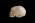 Osteo Cast Fetal Skull - Full Term 40 1/2 Weeks BC-228