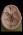 Base of the Head with Brain, Falx and Tentorium - Somso BS 5/1