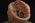 Base of the Head with Brain, Falx and Tentorium - Somso BS 5/1