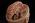 Base of the Head with Brain, Falx and Tentorium - Somso BS 5/1