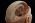 Base of the Head with Brain, Falx and Tentorium - Somso BS 5/1