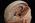 Base of the Head with Brain, Falx and Tentorium - Somso BS 5/1