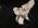 Sphenoid - Quadruple Size